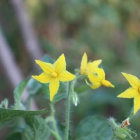 Solanum lycopersicum L.